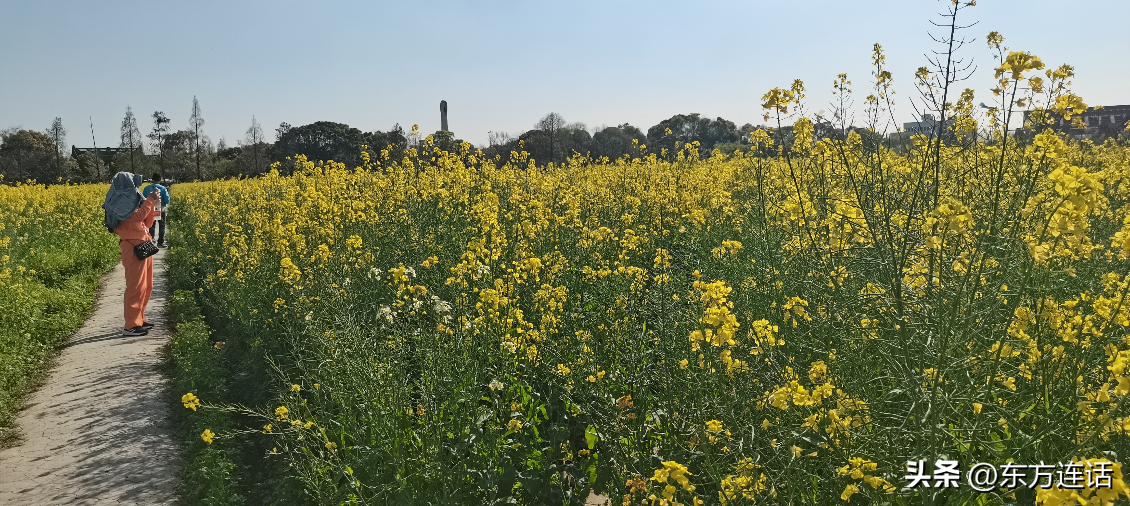 广富林文化遗址公园为何在水里,上海广富林文化遗址公园介绍