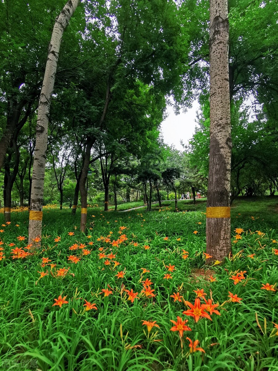谁言寸草心报得三春晖的解释,谁言寸草心报得三春晖什么意思