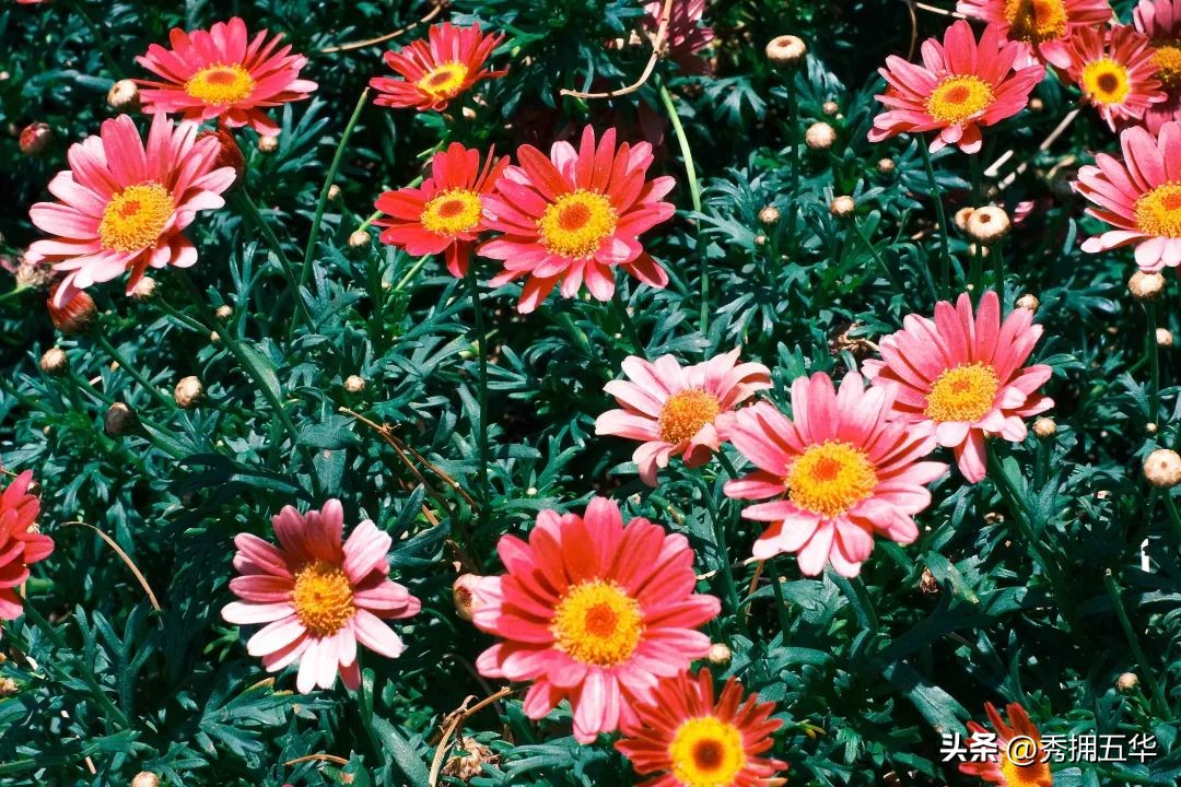 把春天装进校园里作文,把春天装进眼里