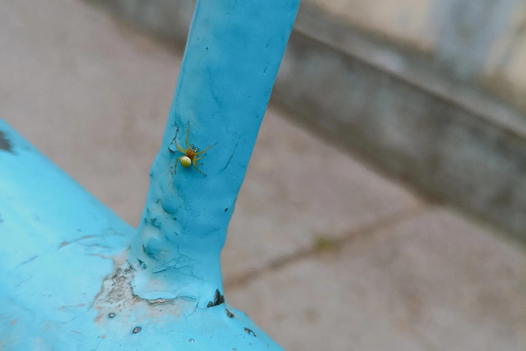 带孩子去自然博物馆看昆虫,带小朋友到大自然看昆虫