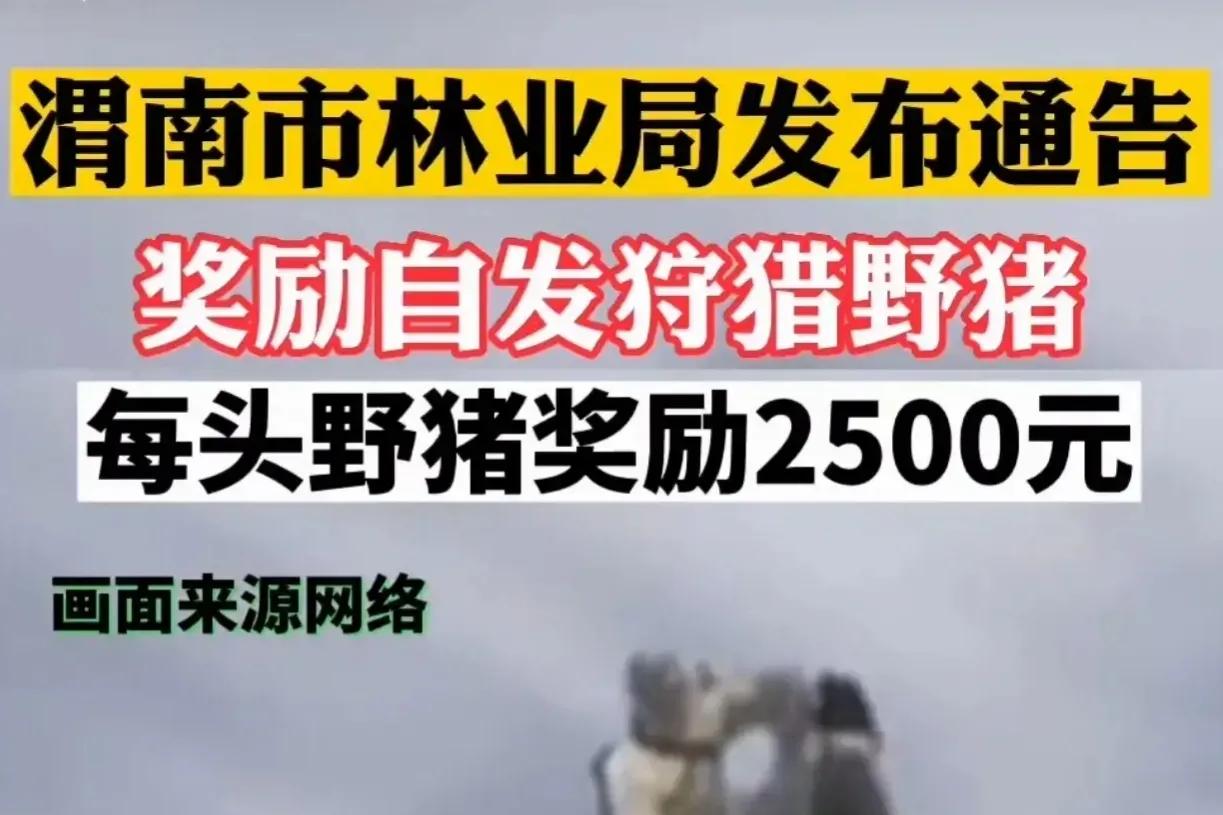 陕西省杀猪令,杀猪被罚款10万元官方报道