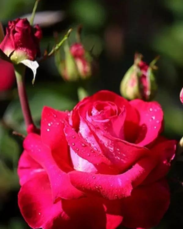 月季与玫瑰的不同点,月季和玫瑰的不同之处和相同之处