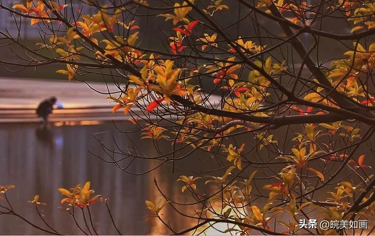 安徽大学好看的风景,高校最美秋景