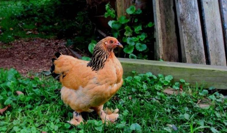 农村家庭养鸡哪个位置合适,农村家里养鸡有什么规定