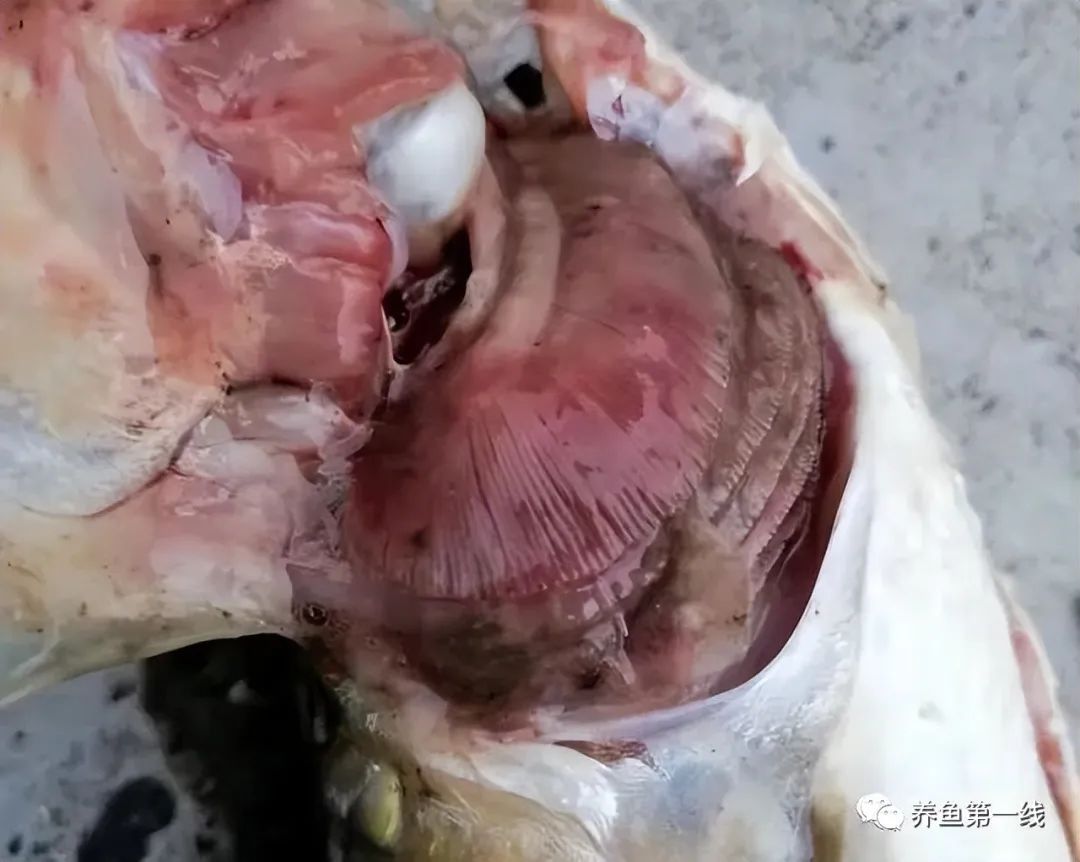 鱼类败血症病原,鱼类细菌性败血症