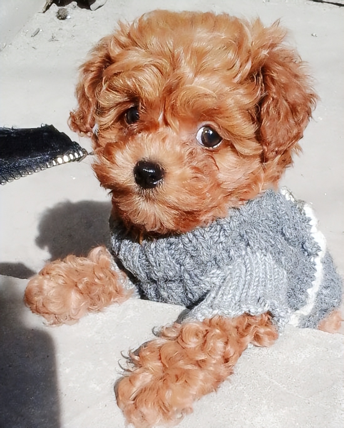 泰迪全身疼痛,泰迪生产时痛苦的叫唤