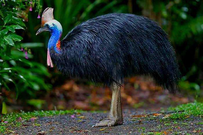 世界上最奇怪的十大鸟,世界上最恐怖的大鸟