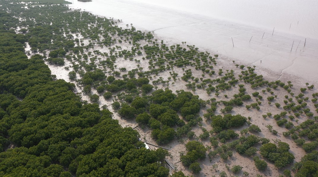 温度深一度|突围北纬28°！红树林生存实况调查