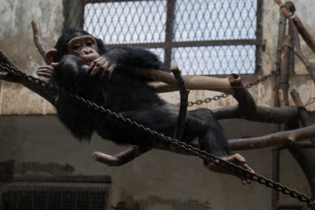 动物食物推荐,动物怎么分辨食物好不好