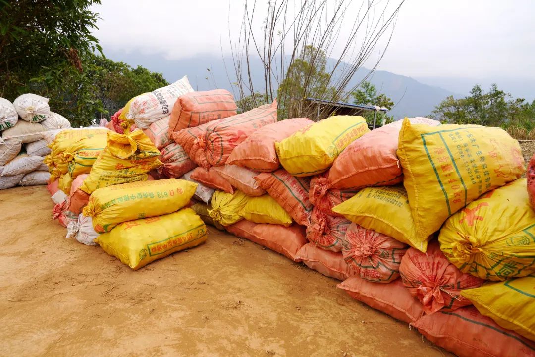 莪术种植一亩利润及生长周期,莪术种植基地