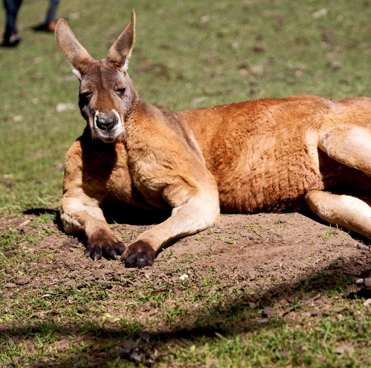 澳大利亚袋鼠皮钥匙扣,终于知道袋鼠袋子里装的是啥