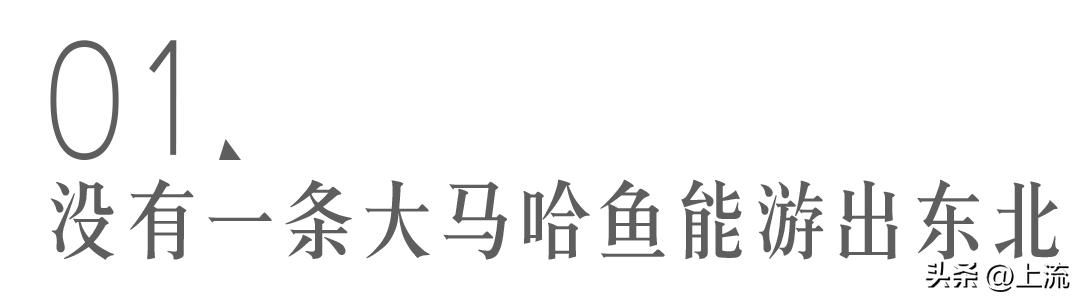 大马哈鱼,东北大马哈鱼