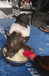 女主管换了新电脑，她把旧的送给了我，我抬回家打开影库