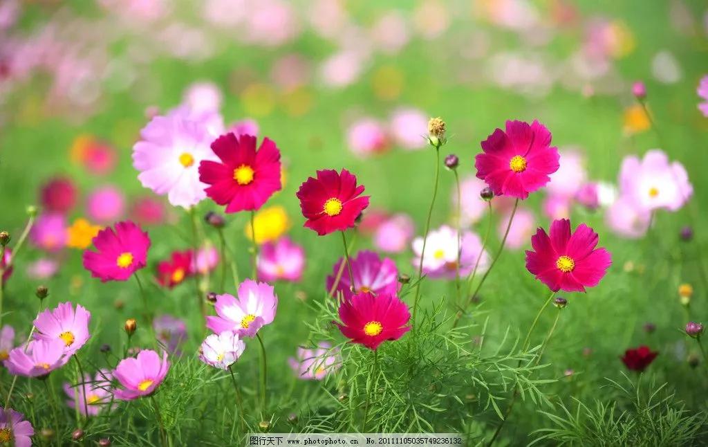 黄秋英也叫波斯菊吗,秋英和波斯菊一样吗