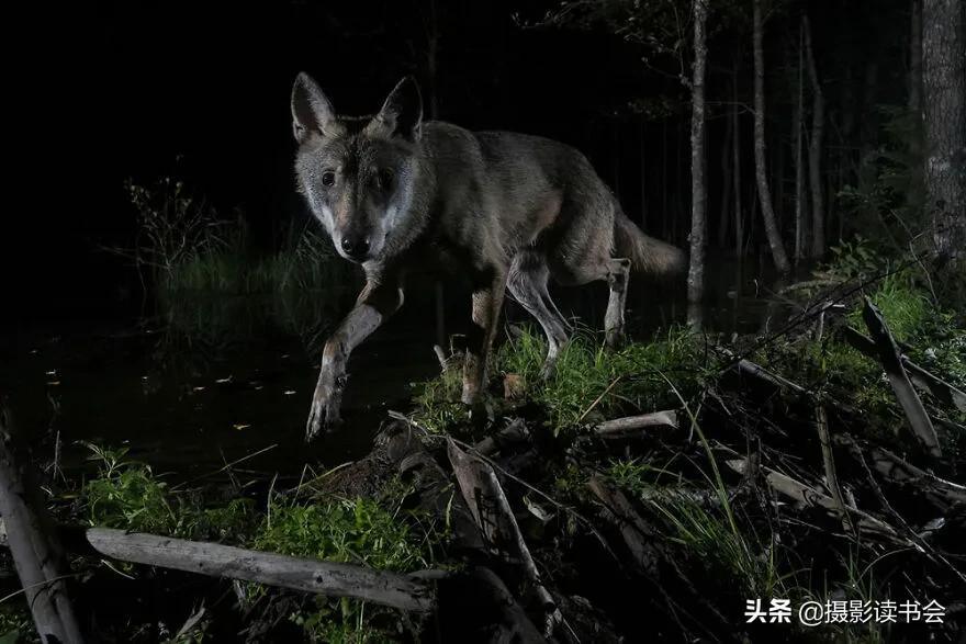 2018年度最佳摄影照片,创造出令人惊叹的自然摄影照片