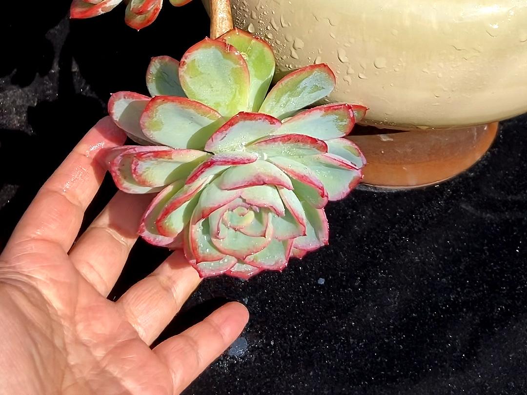 多肉晨露和橙梦露的区别,晨露的多肉名字