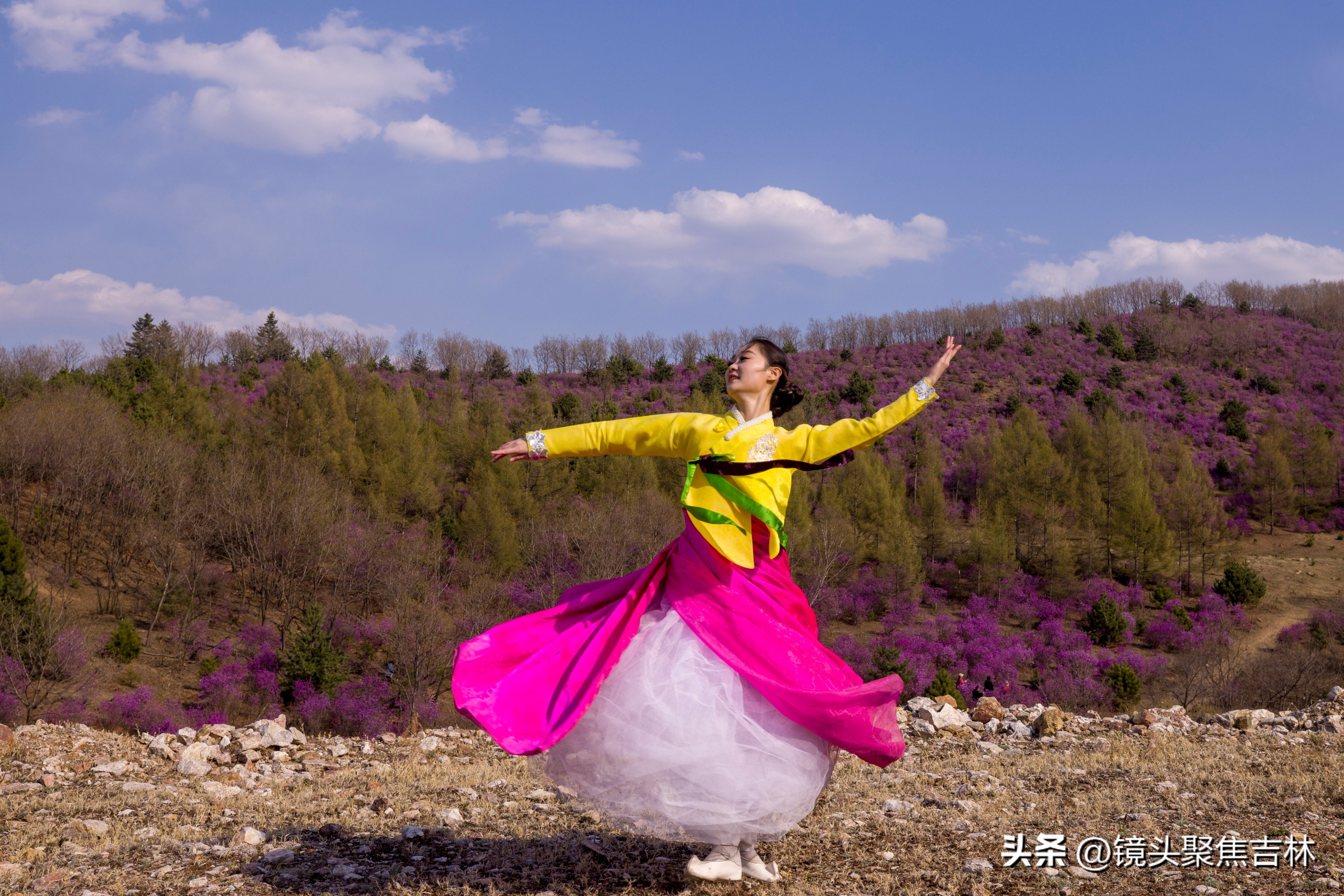 *光春**明媚吉林延边州金达莱花开美如“童话世界”