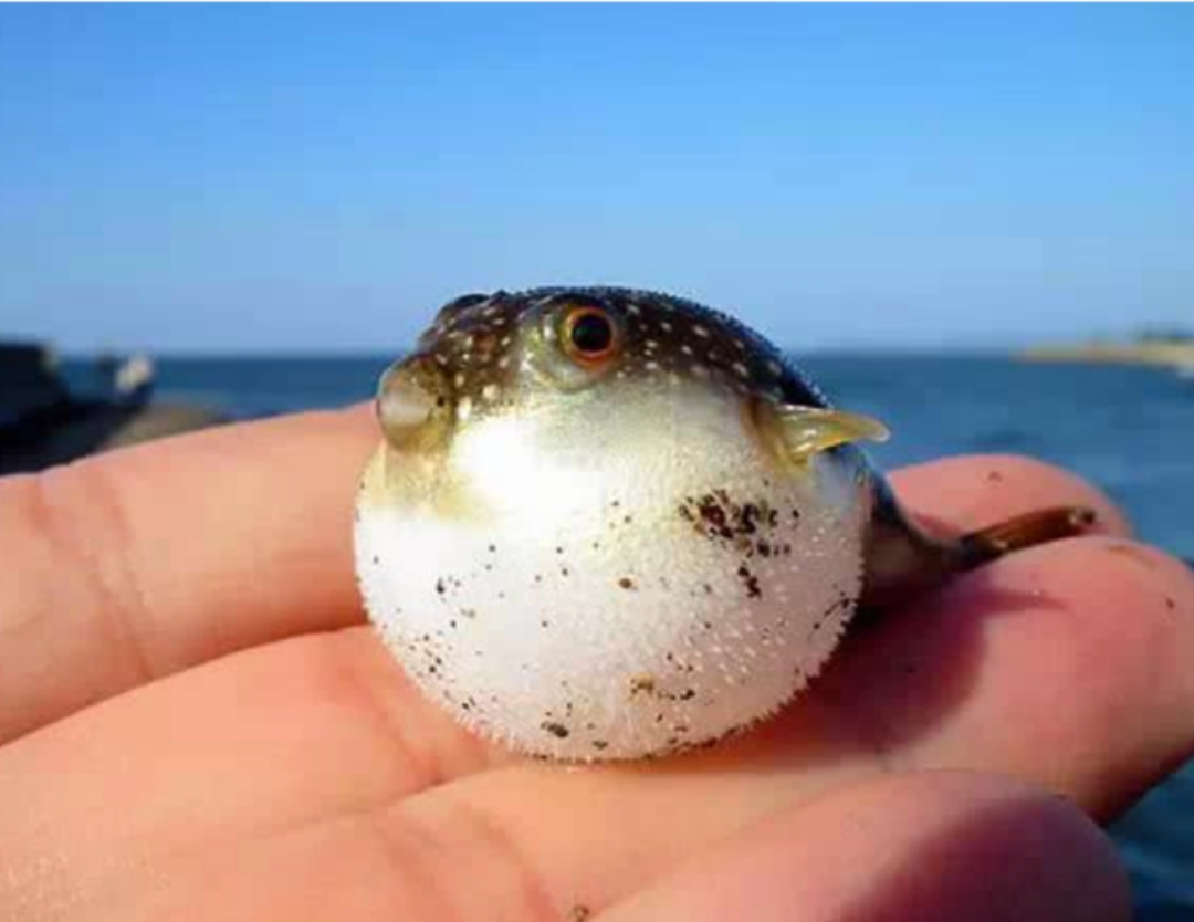 苏州的美食推荐必吃,带你吃遍苏州美食