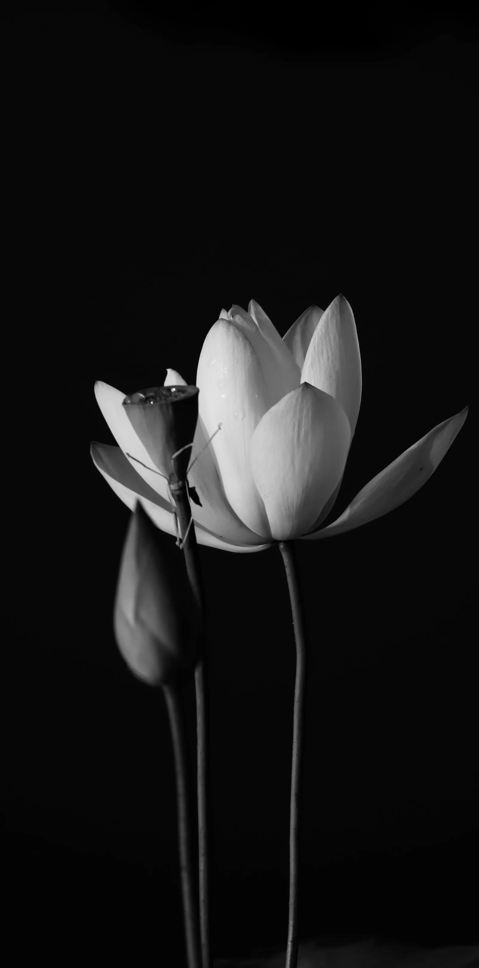 黑暗系的壁纸文字,黑暗色系的壁纸