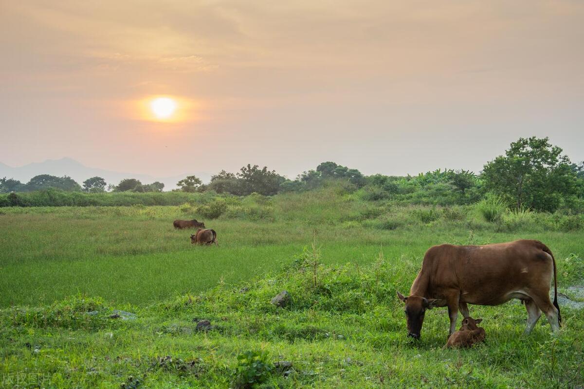 生肖牛在2024年的命运,生肖牛在2024年如何