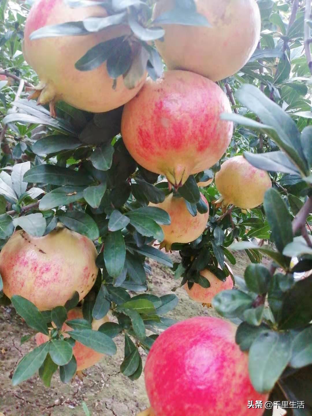 突尼斯软籽石榴和河阴石榴的区别,正宗原产地突尼斯第一名软籽石榴