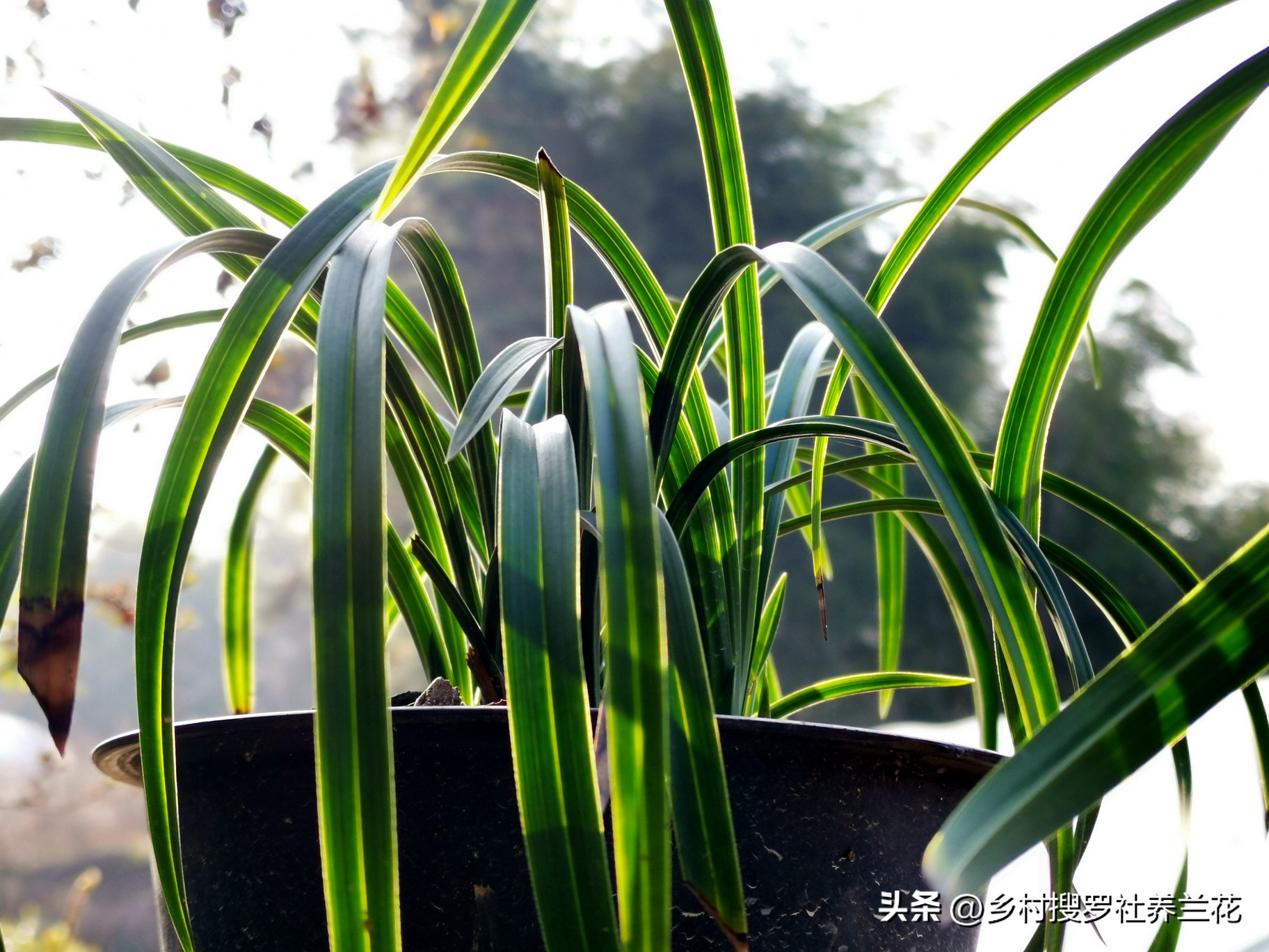 兰花的施肥方法和注意事项是什么,兰花专用土栽的兰花需要施肥吗