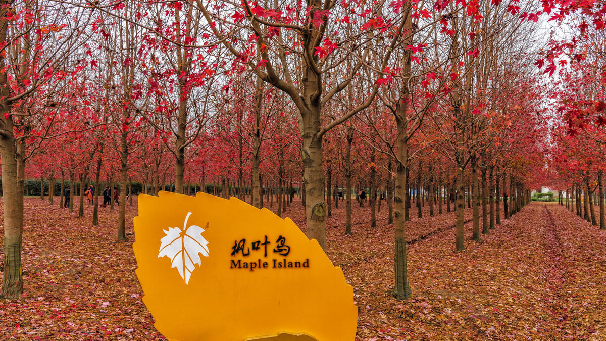 秋日上海好去处,上海秋日风景