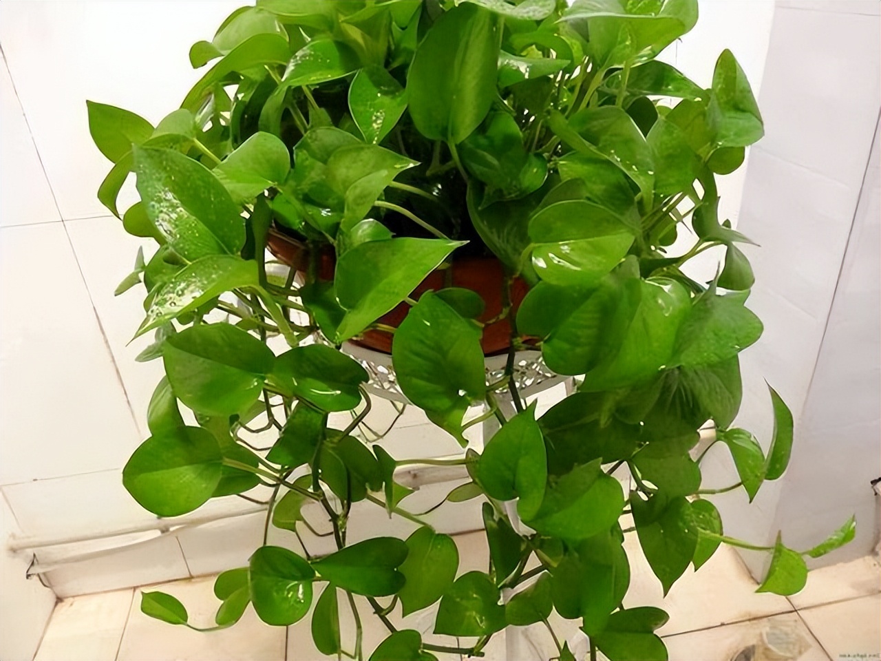 养花达人必备的44个养花绝技,8个实用的养花小技巧