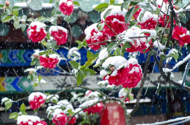 高雅有诗意的山茶花名字,山茶花之美的古诗词