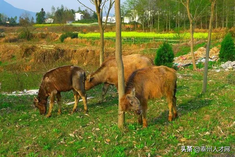 兴化方言说唱打麻将顺口溜,兴化方言日常用语300句