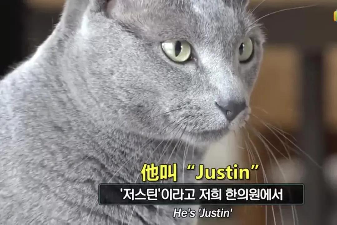 怎么给猫用中医把脉,中医给猫咪吃中药