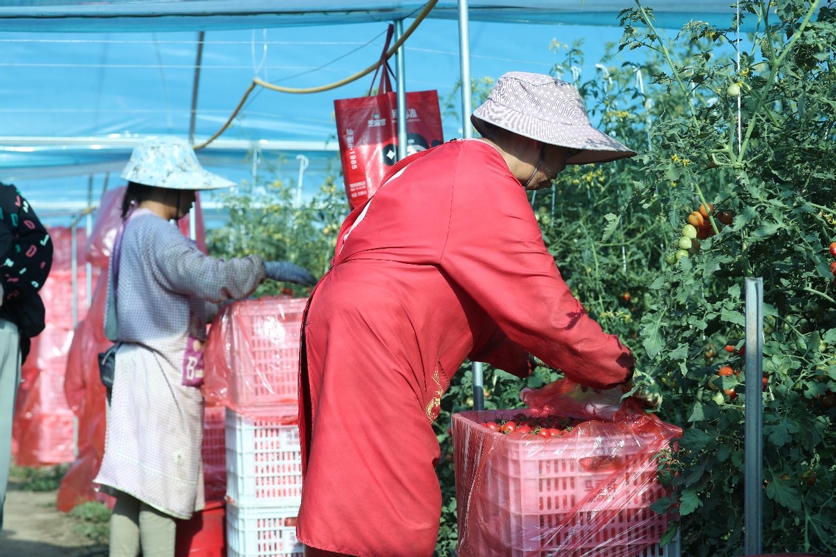 小甜果在家怎么种植,甜果种植成功案例