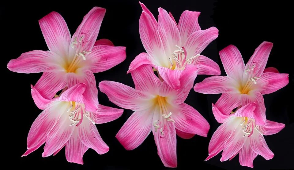 可以入药的百合品种,百合种类名称及图片及花语