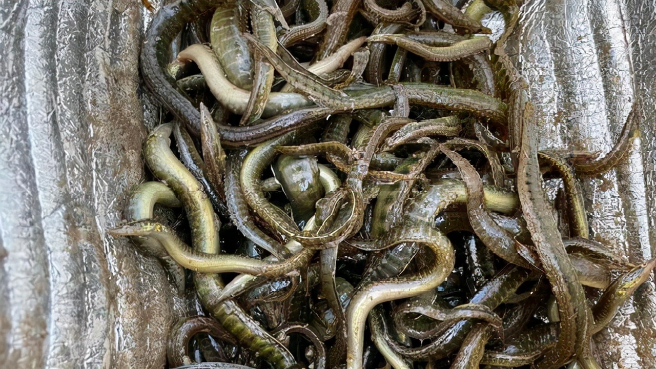 河里抓来的刀鳅鱼,湖北野生刀鳅鱼