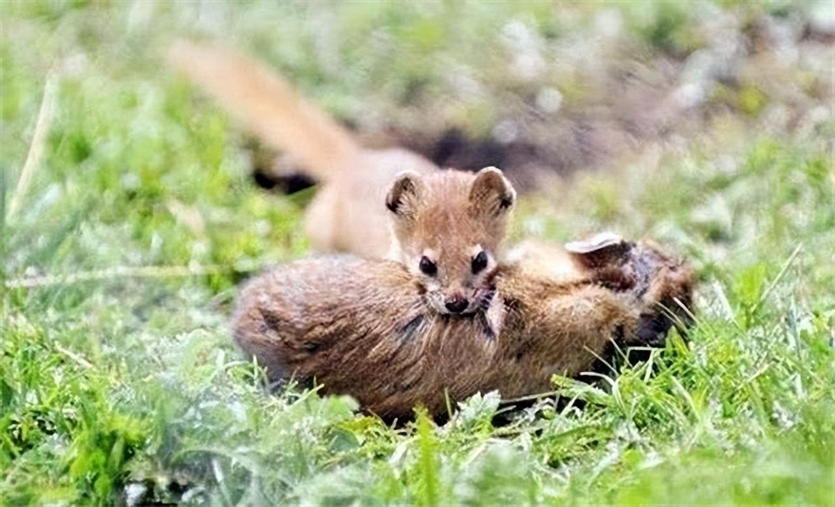 黄鼠狼为什么不能叫黄鼠狼,黄鼠狼到底有没有科学依据