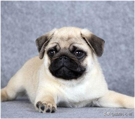 比熊狗狗去泪痕狗粮推荐,狗狗泪痕严重喂什么狗粮