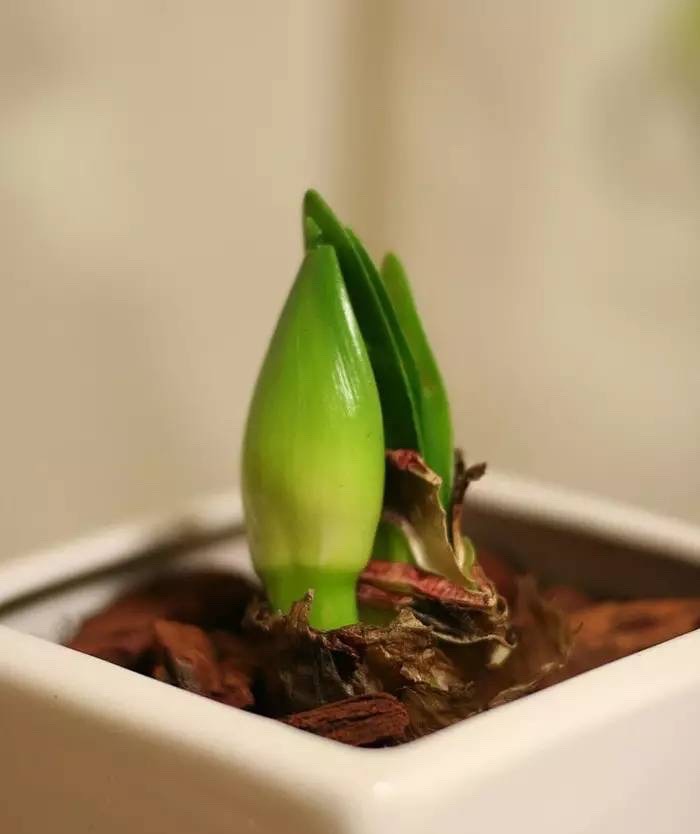 朱顶红怎样养才能开花,朱顶红怎么养才能开花结果