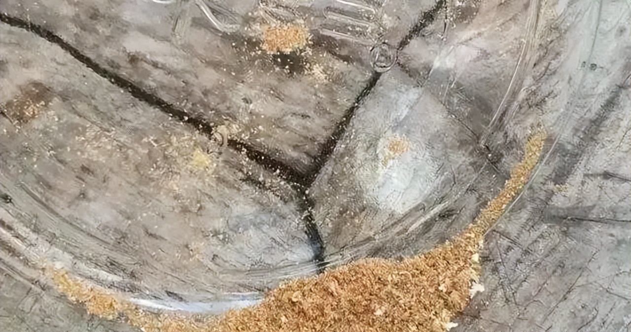 陈皮虫蛀怎么办,新会陈皮果怎么处理