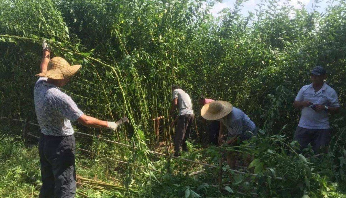 印度黄麻产值,为什么在印度却大量种植黄麻