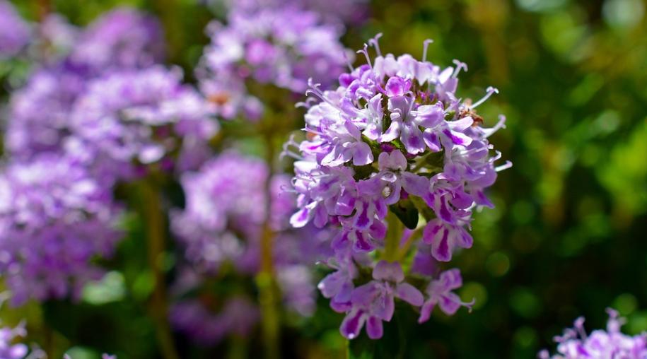 每日一花2.21：百里香：青青六月地椒香