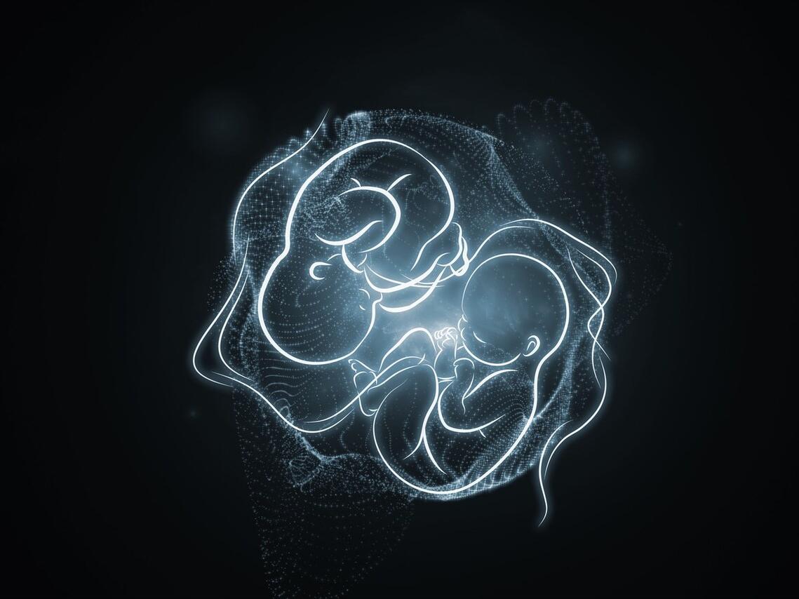 胚胎演变,胚胎变成胎儿是稳定了吗