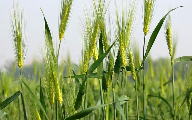 人生没有大满只有小满文案,小满文案今日小满人生向阳处