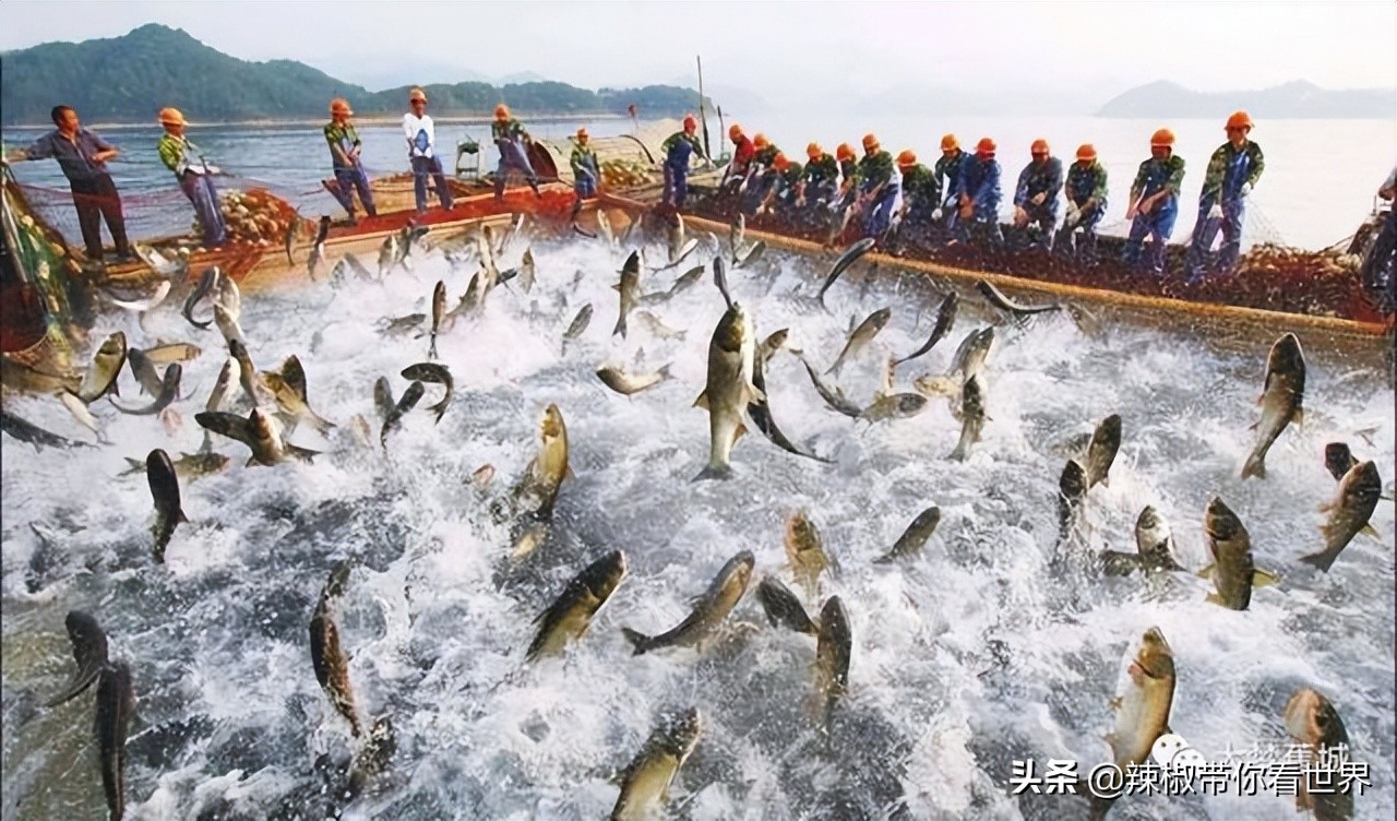 宁德大黄鱼之乡攻略,霞浦大黄鱼之乡图片