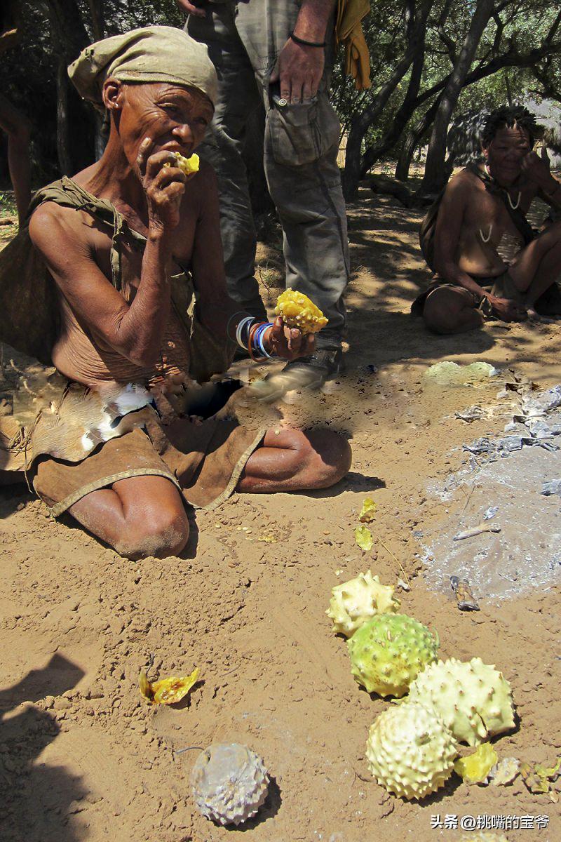 一身带刺长得像刺猬一样的西瓜，非洲沙漠中的水果——大羚羊瓜