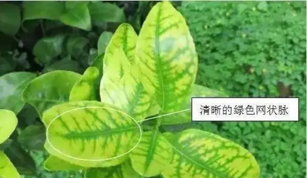 土壤缺钼怎么办,植物缺少钼元素会有什么结果