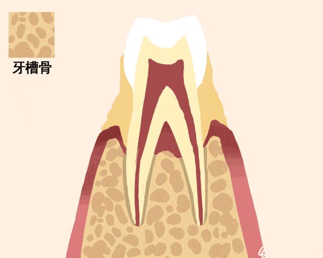 成年了下牙齿有一点点松动怎么办,牙齿的那些事