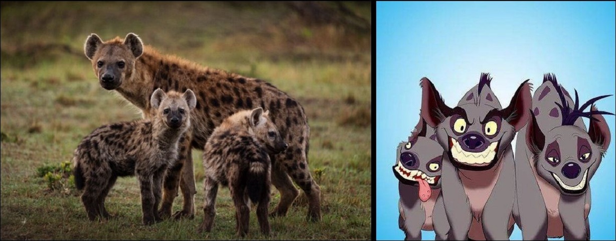 作为非洲二哥的鬣狗，为何不怕狮子怕非洲人？非洲人怎么对它的？