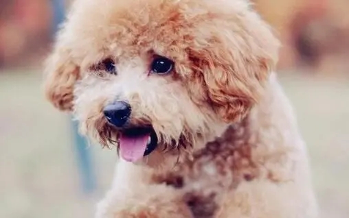 泰迪长到几个月就成型了呢,泰迪长到几个月停止生长