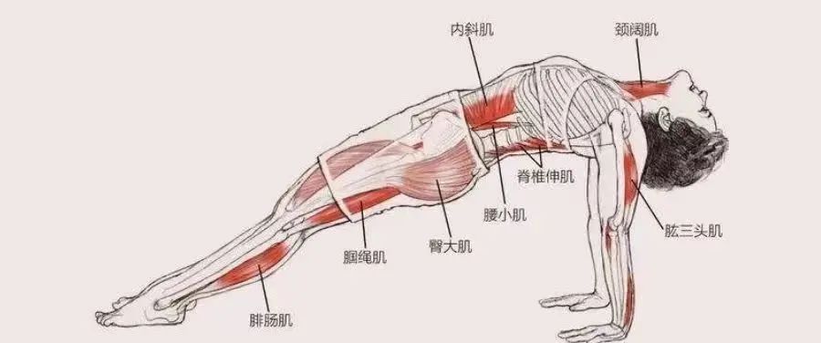 练瑜伽反板式腿抽筋，手腕疼？这样调整就对了