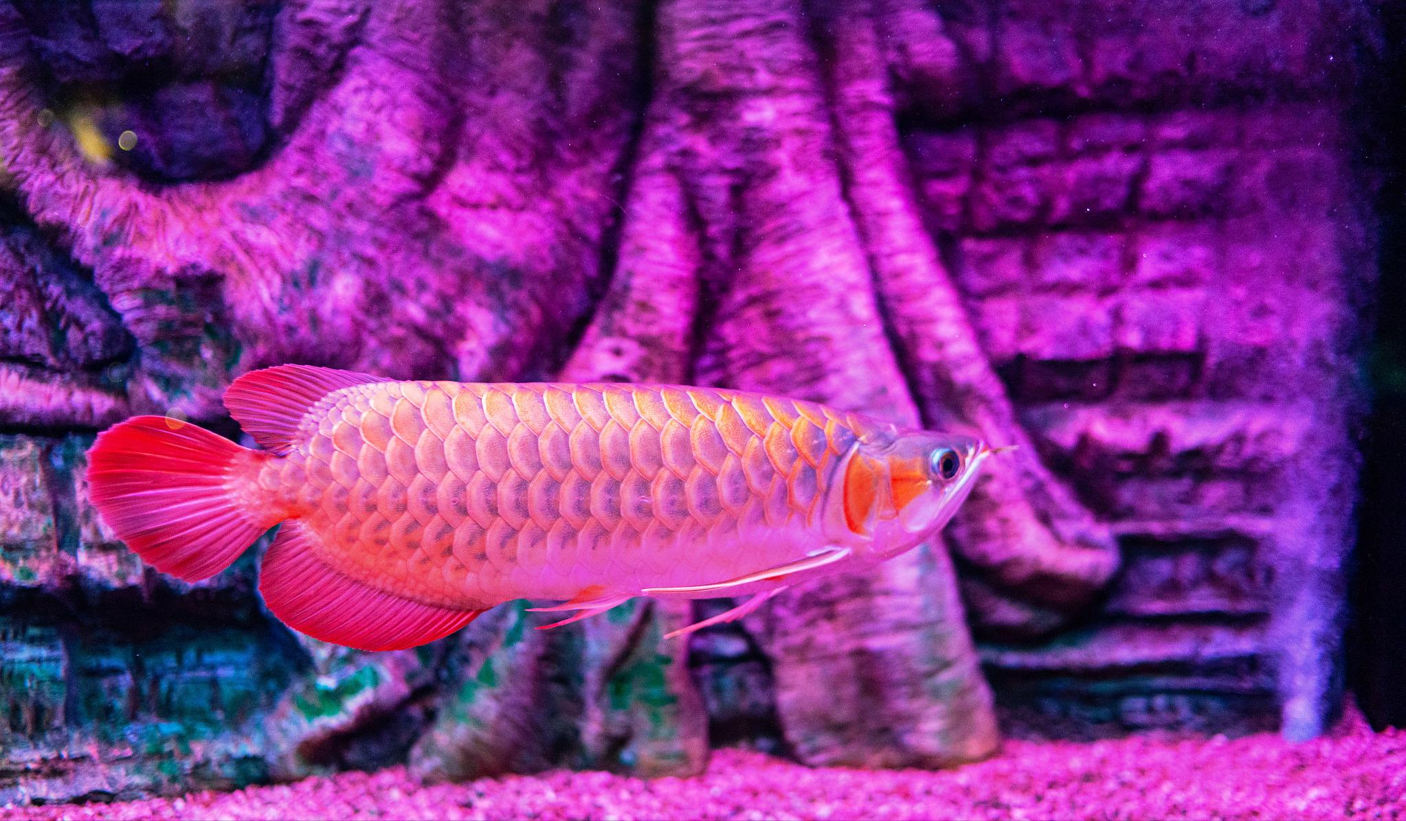 龙鱼箭虫感染不再是问题：实用技巧让你的鱼缸清洁又安全！